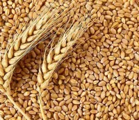 Wholesales Barley Seeds / Animal feed barley